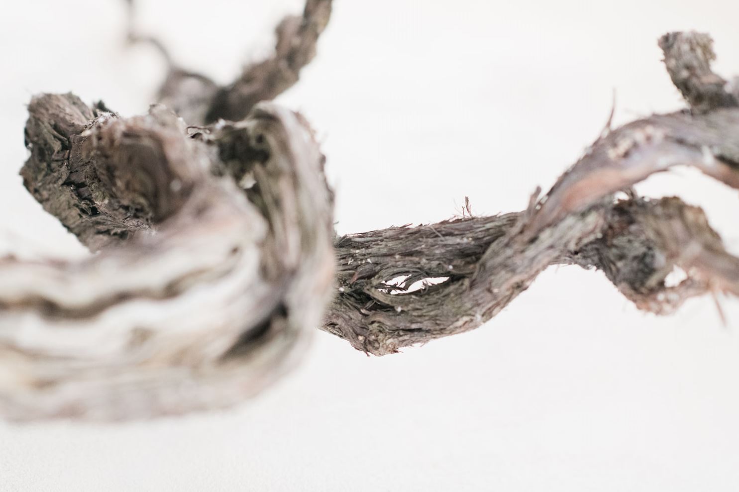 Branch