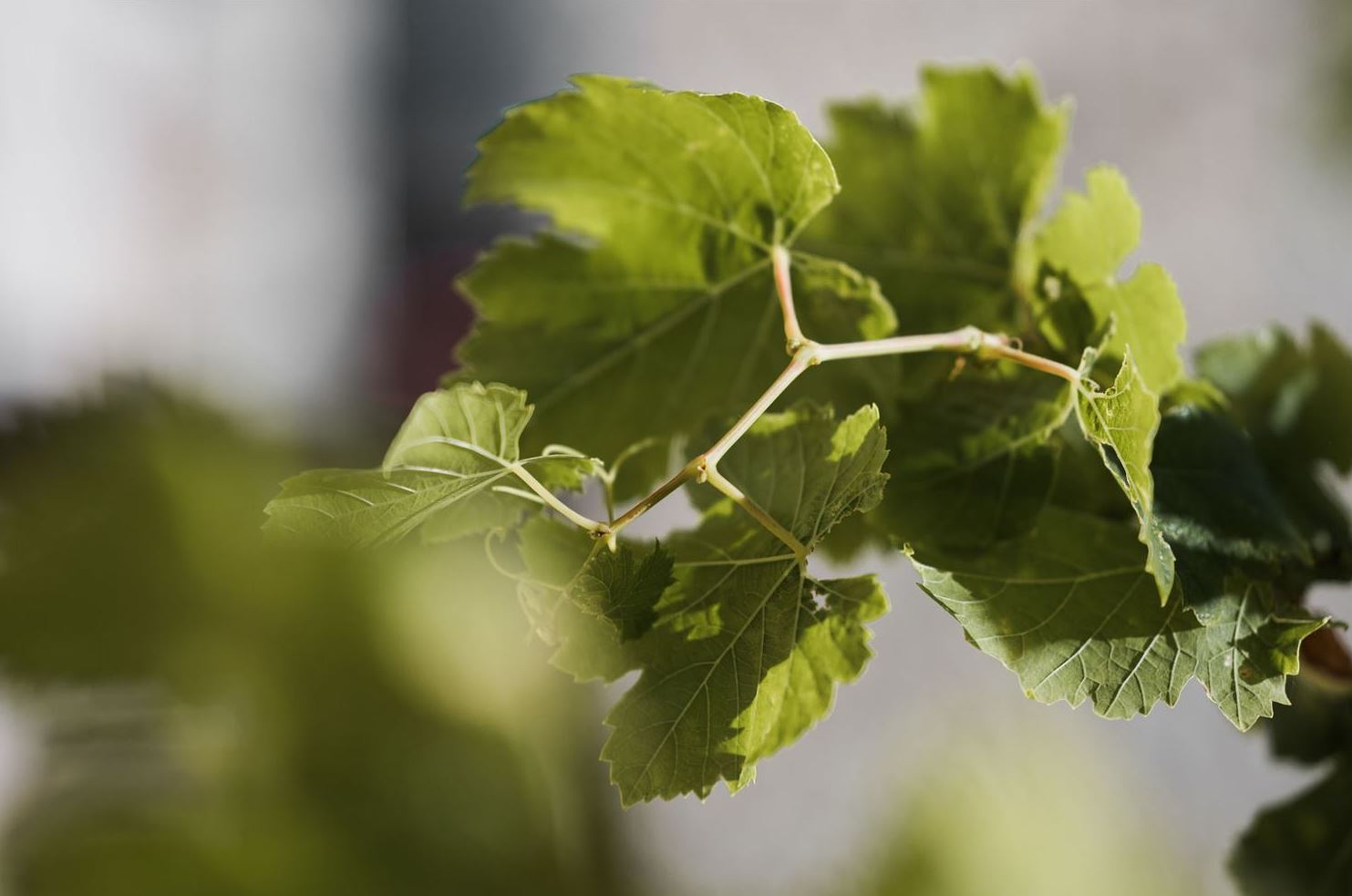 Vines